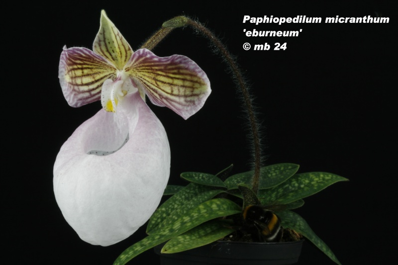 Paphiopedilum micranthum  'eburneum' Paphio20