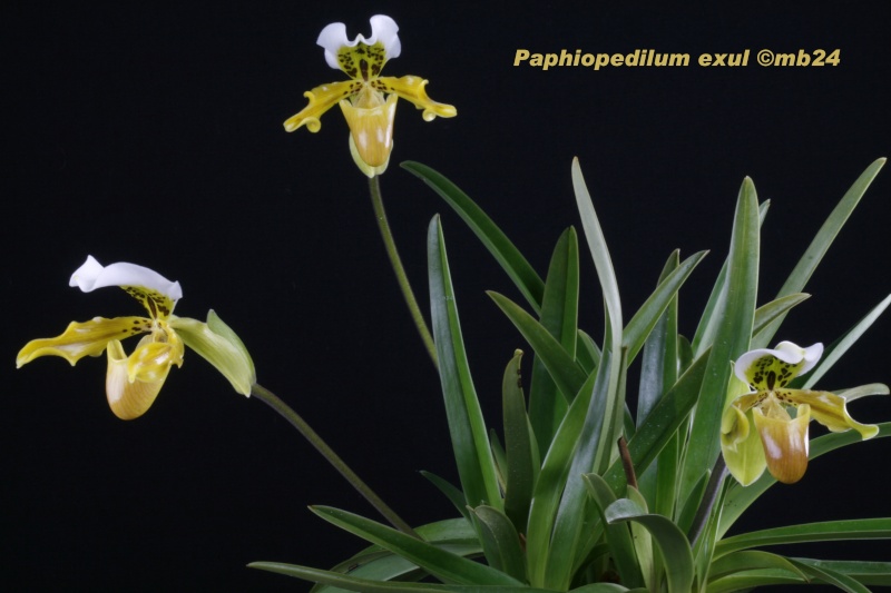 Paphiopedilum exul Paphio38