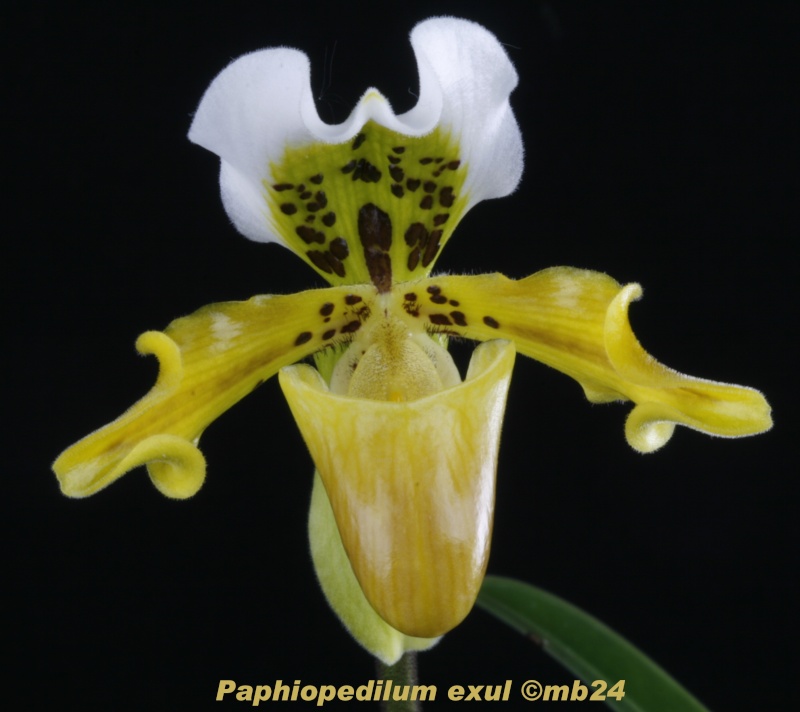 Paphiopedilum exul Paphio39