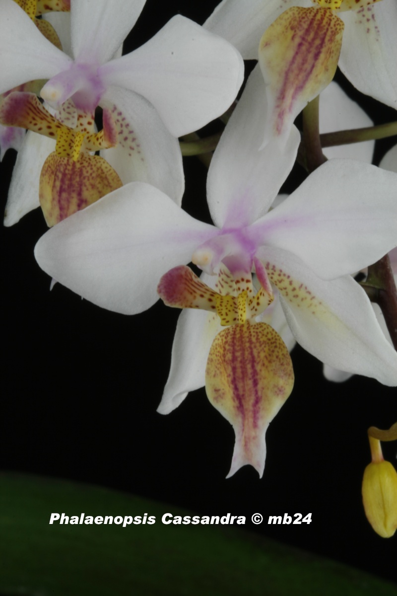 Phalaenopsis Cassandra (equestris x stuartiana) Phalae14