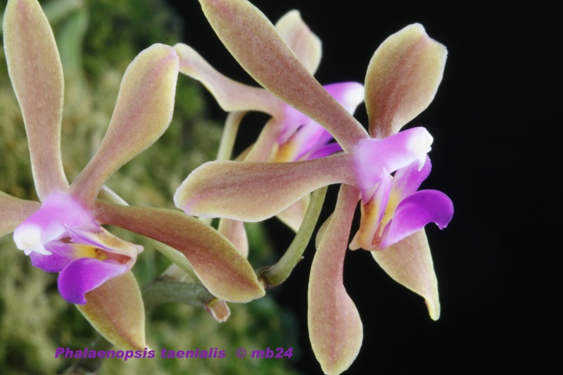 Phalaenopsis taenialis Phalae17