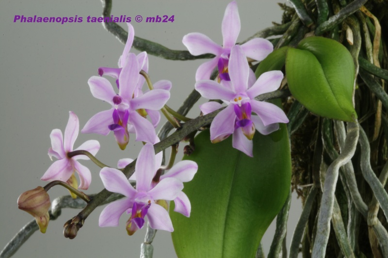 Phalaenopsis taenialis Phalae21