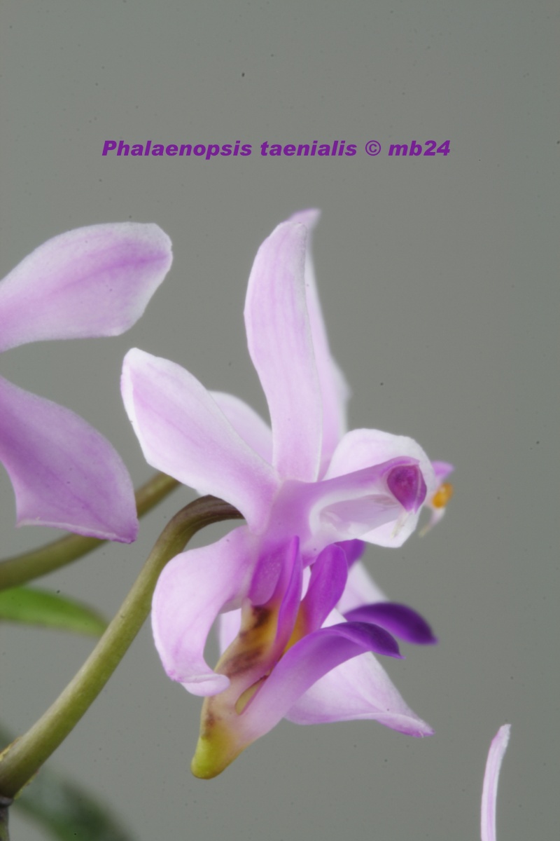Phalaenopsis taenialis Phalae22
