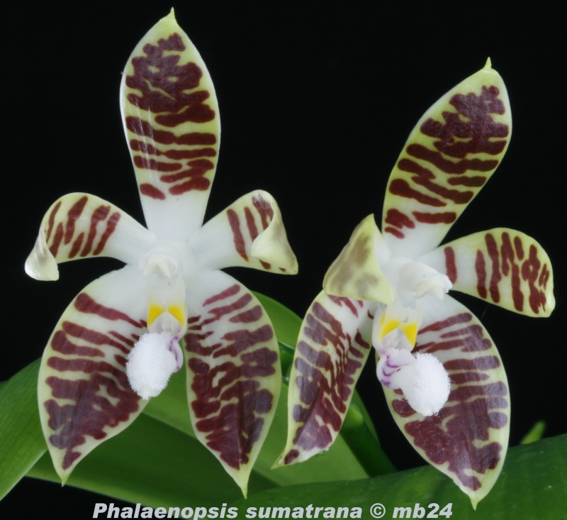 Phalaenopsis sumatrana Phalae24