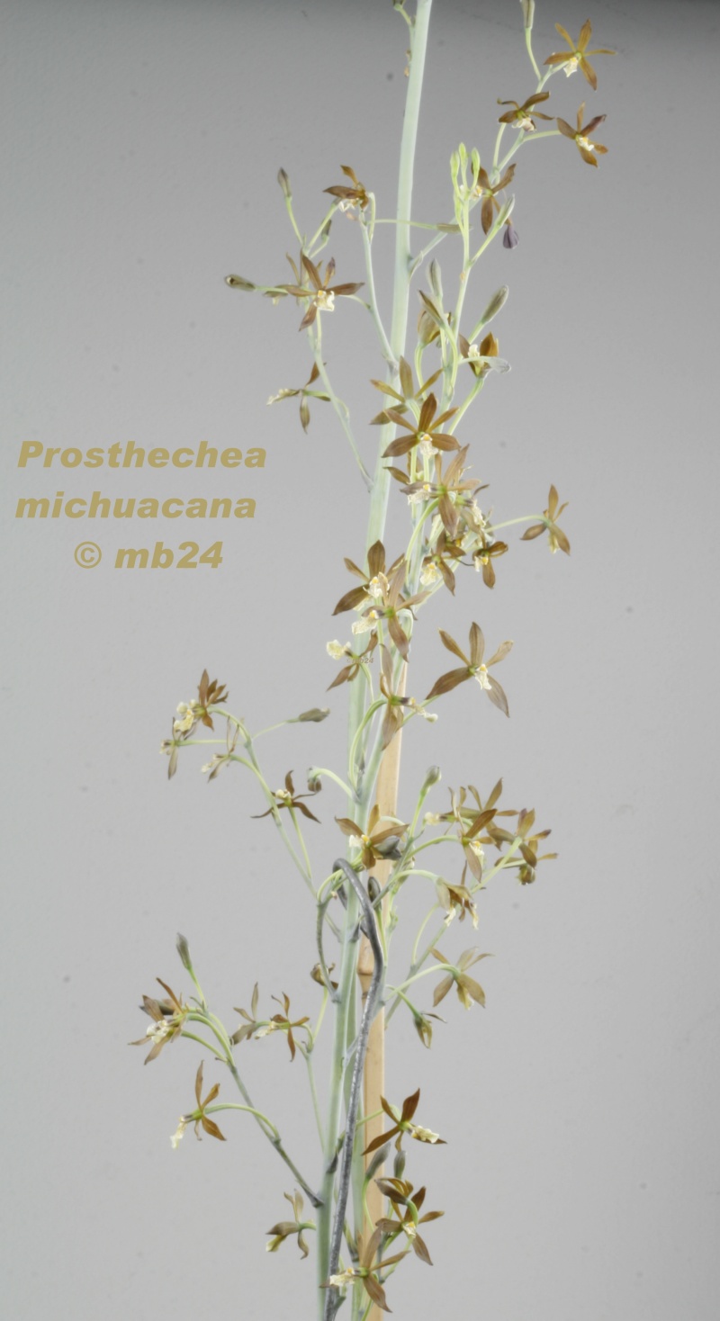 Prosthechea michuacana Prosth13