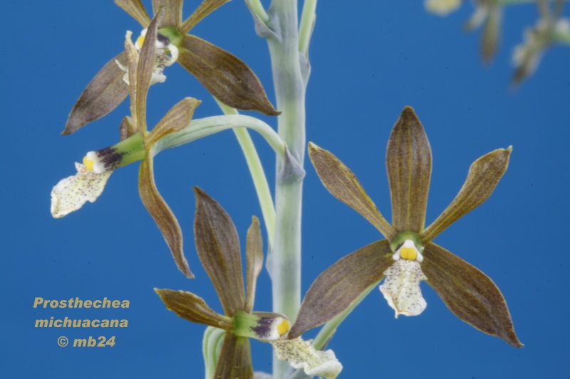 Prosthechea michuacana Prosth15