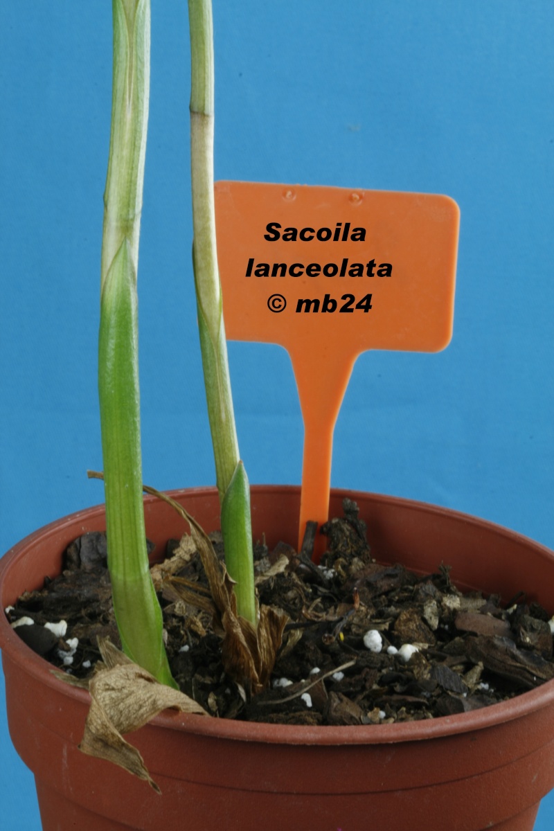 Sacoila lanceolata Sacoil13