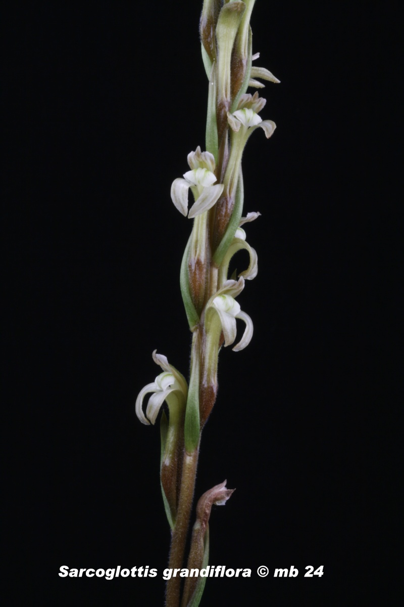 Sarcoglottis grandiflora Sarcog11