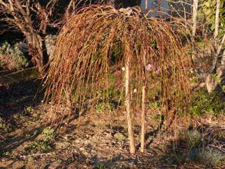 le salix caprea de Kokot - Page 2 P1090615