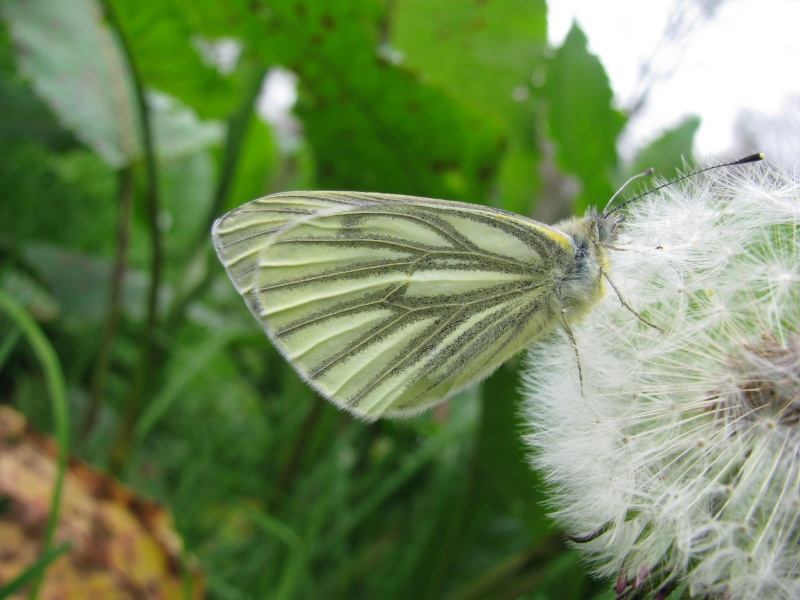 Pieride du navet, comme je dis toujours, pieris napi. Img_5815