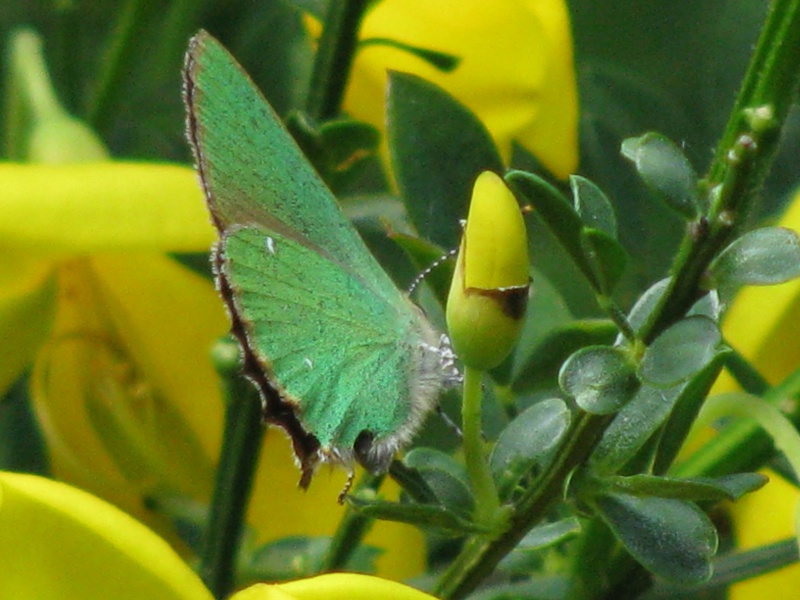 Thécla de la ronce, ce beau vert ! Img_6515