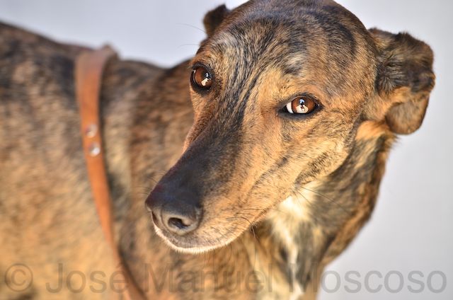 urgent - MARCO - galgo 4  ans  (4 ans de refuge) - Asso Une Histoire de Galgos - Andalousie (Espagne) Marco10