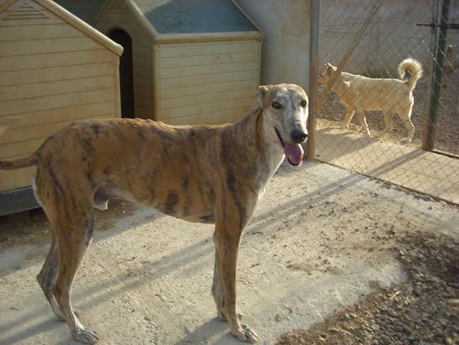 MORCON - galgo 4 ans - Asso Un Histoire de Galgos (Espagne) Morcon12