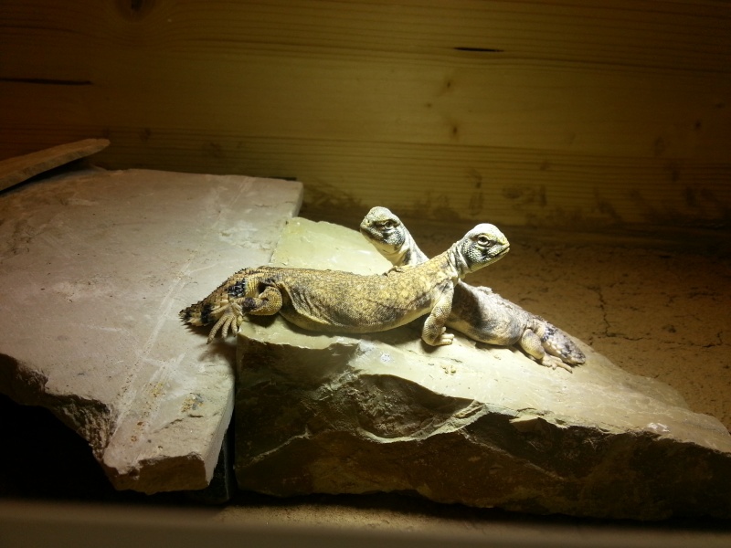 Mes Uromastyx thomasi 20140411