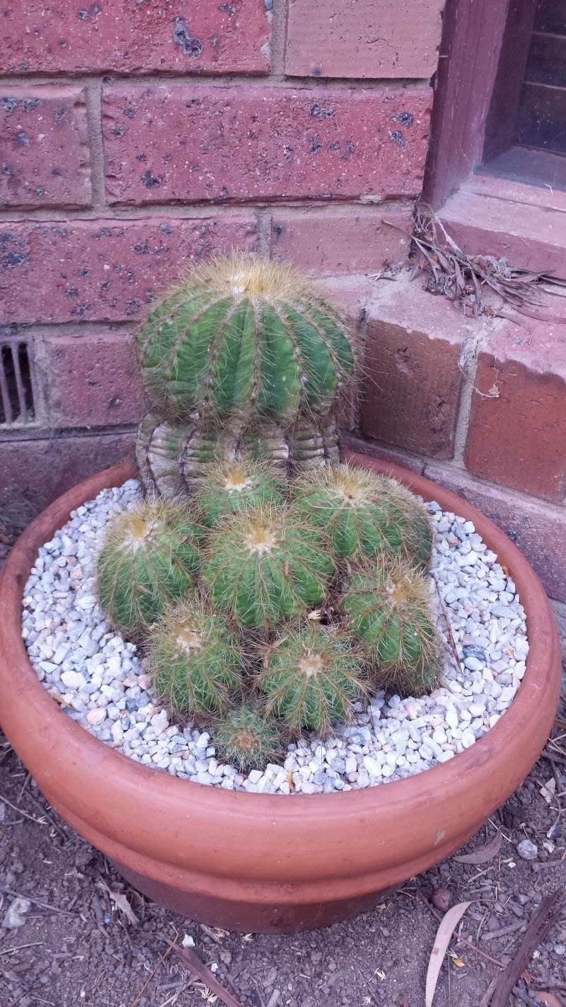 Bargain cactus  Image26