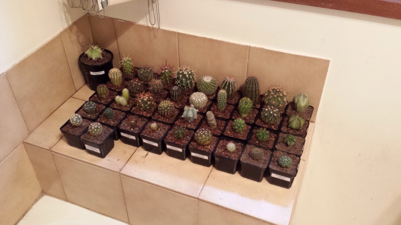 The cactus army Image30
