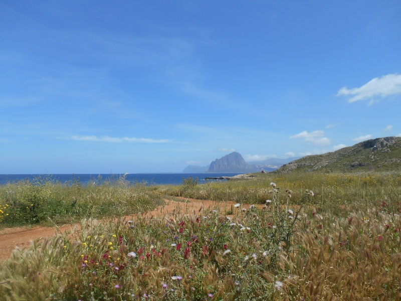 Sicilia occidentale, terra, mare, natura e cultura - Pagina 16 03010