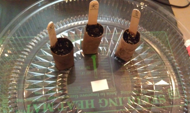 My new seeding containers Imag0215