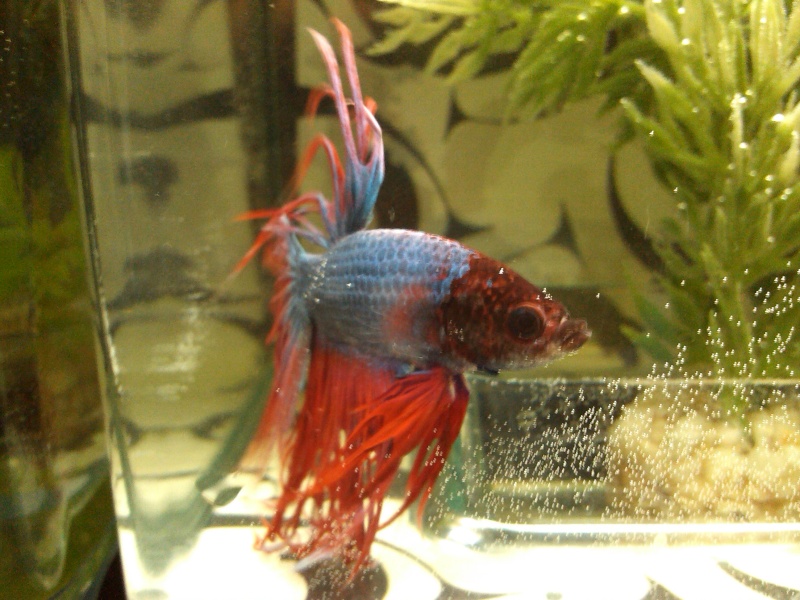 Mon nouveau betta  Img_2017