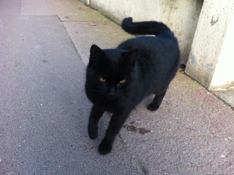 chat noir gare Ermont Halte Photo111