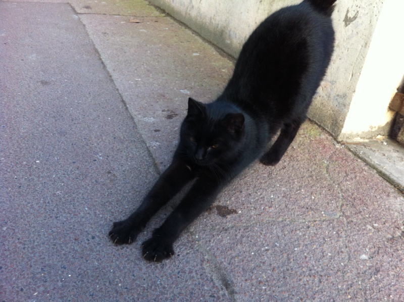 chat noir gare Ermont Halte Photo210