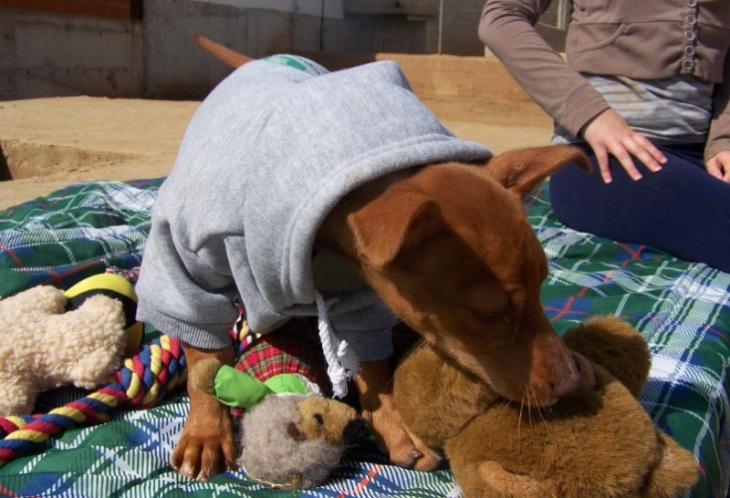 urgent - LUCAS - podenco 1 1/2 an  - Asso Une Histoire de Galgos - Espagne Unnam492