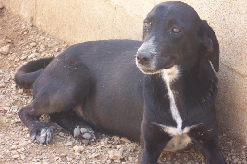 BASIE - x galga 1 an -Asso Une Histoire de Galgos (Espagne) Unnam494