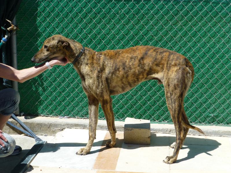 Très urgent - BOLERO - galgo 2 ans - Asso Une Histoire de Galgos (Espagne) Unnam540