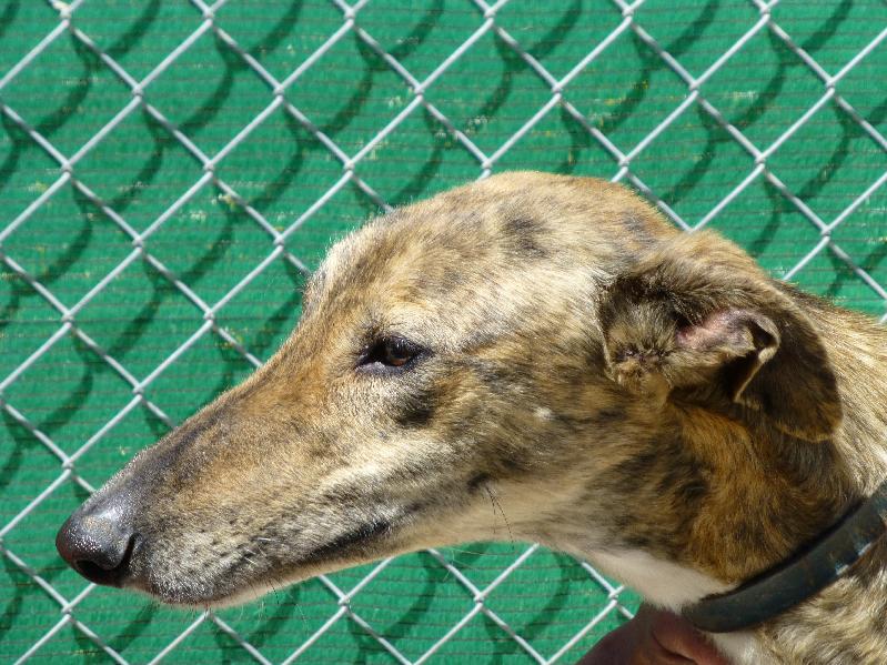 Très urgent - BOLERO - galgo 2 ans - Asso Une Histoire de Galgos (Espagne) Unnam542