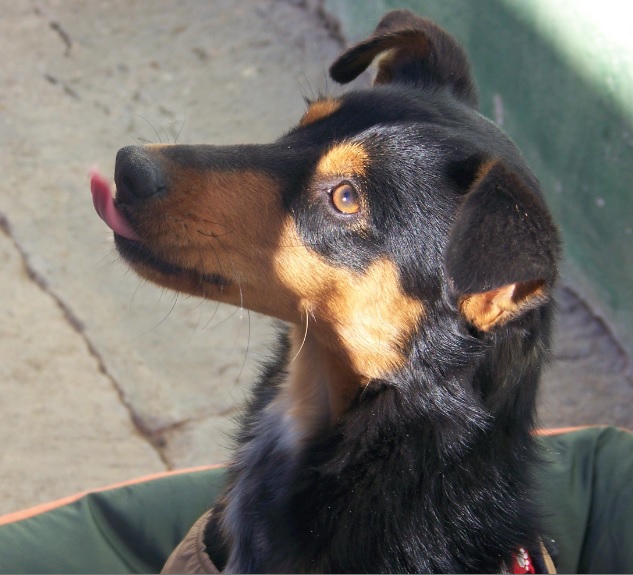 Urgent - SAKIM - x pinscher 2 ans - Asso Une Histoire de Galgos - Espagne Unnam577