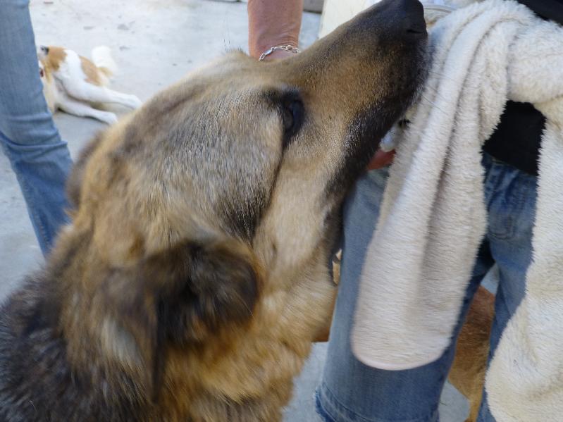 Urgent - BOBI - x ba 6 ans (3 de refuge) Asso Une Histoire de Galgos - Andalousie (Espagne) Unnam588