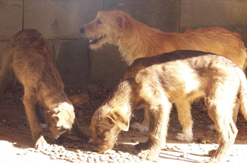 Urgent - BONGHI - x 6 mois - (attaqué par les autres chiens)  Asso Une Histoire de Galgos (Espagne) Unnam615