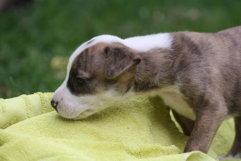 LINA - née mi mars 2014 - Asso Une Histoire de Galgos (Espagne) Unnam690