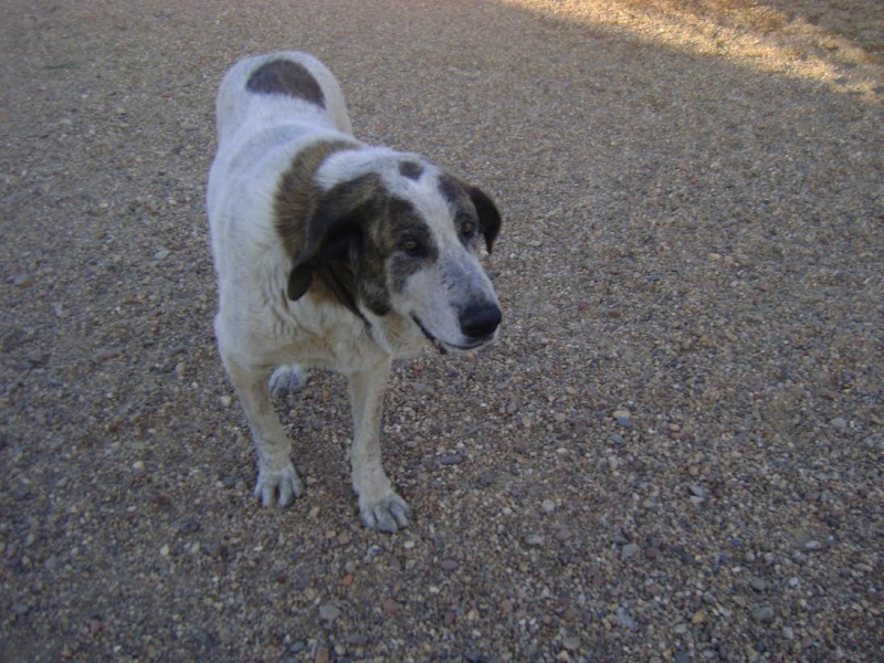 Urgent - REME - masti 10 ans (sauvé de la decharge où il vivait - vite le sortir de son box bien trop petit)) Asso Une Histoire de Galgos - Espagne Unnam701