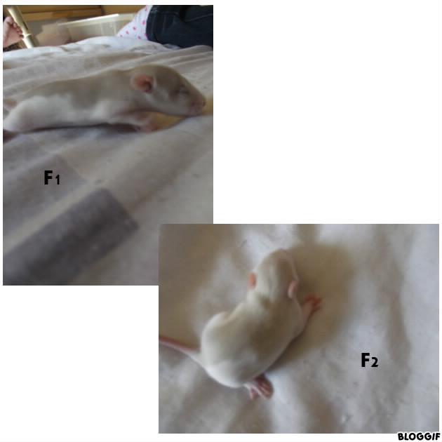 16 bébés rats  - Page 2 Ee3e7d11