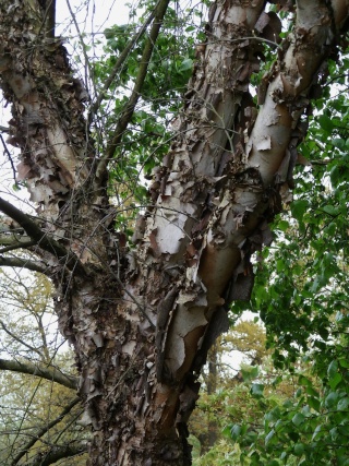 Acer griseum & Betula nigra [identifications] P4130010