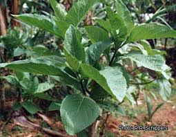 Bitter-Leaf and Its Healing Powers Bitter10