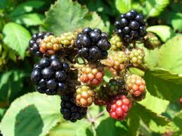 Blackberries and Its Mineral and Vitamin Contents Blackb10
