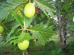 Breadfruit and its Mineral and Vitamins Contents Bredfr11