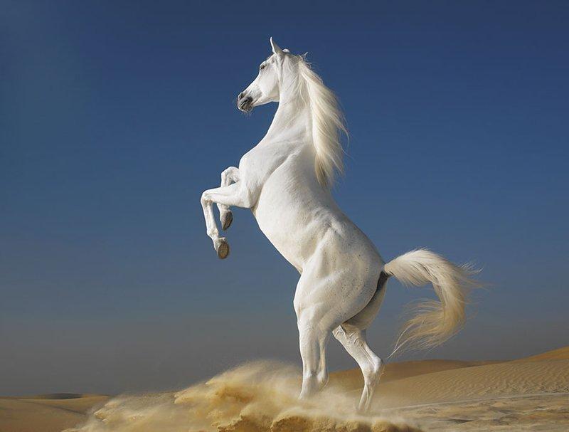 انواع الخيول العربية 55914810
