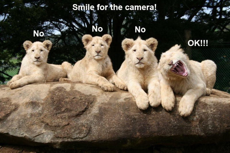 Funny Animal Photos - Page 30 Lions10