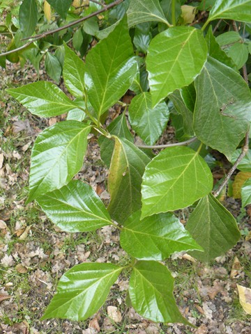 Viburnum japonicum, Viburnum henryi, Rhododendron macrosepalum var. linearifolium [identifications] P1110813