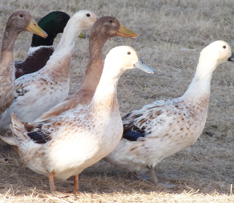 Welsh Harlequin Hatching Eggs for Sale Welsh_10