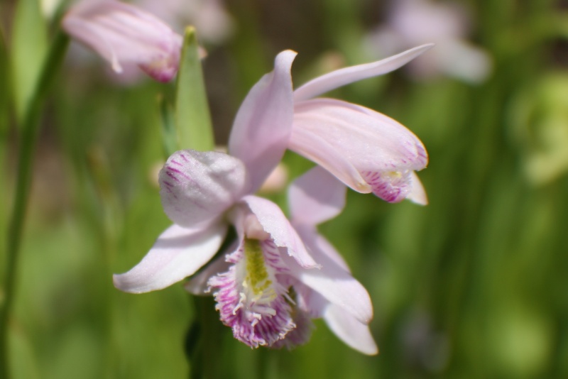 Pogonia ophioglossoides Img_3318