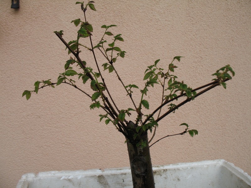 olmo yamadori Img_5911