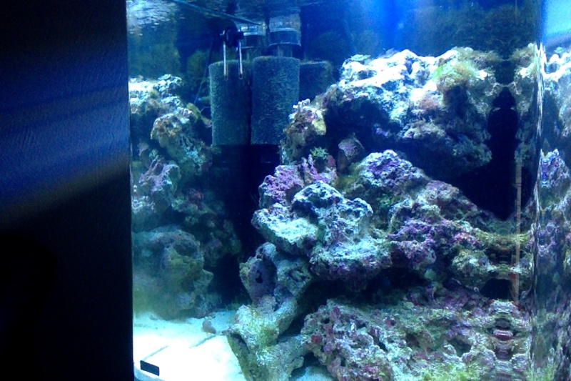 Petit 60L recifal Photo_19