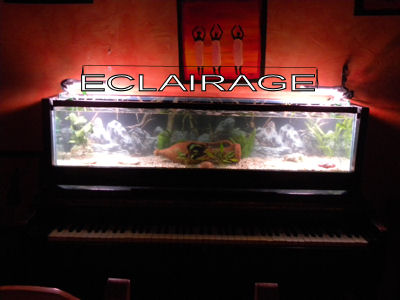 Aquarium dans un piano droit - Page 2 Dscn4220
