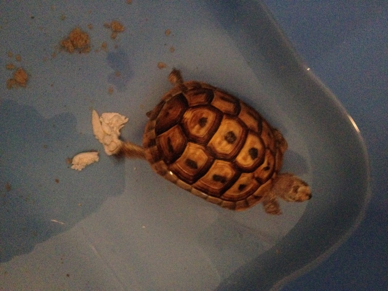 j'ai trouvé une tortue dans un jardin. Img_1711