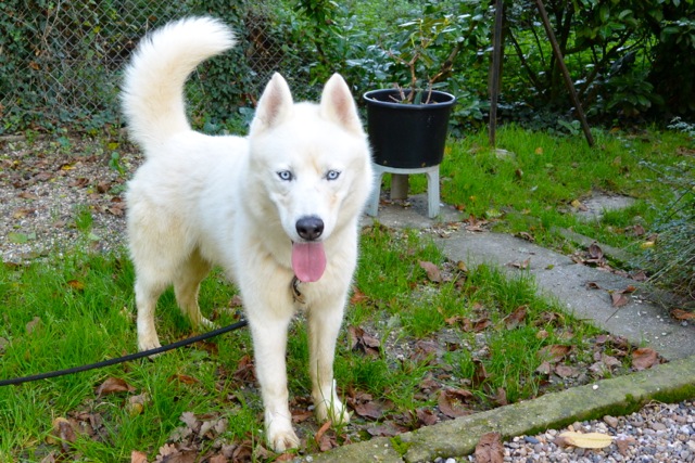 Izoard , rebaptisé Gwayak; Sibérian Husky, blanc/yeux bleu, pas de congénères REFU47 ADOPTE - Page 2 Dsc_6016