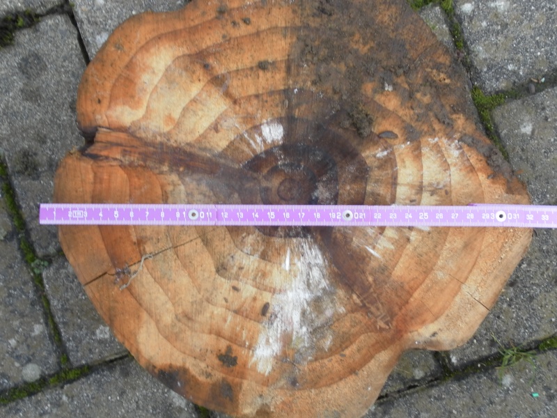 Mammutbäume: Sequoia, Sequoiadendron, Metasequoia Sam_0812